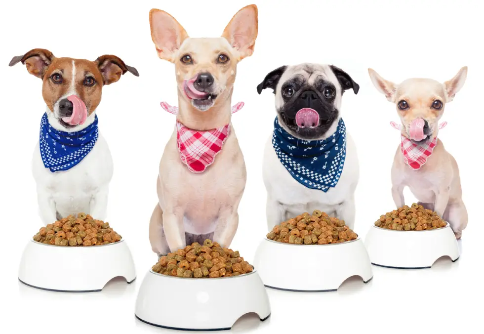 Divi pet shop hero section